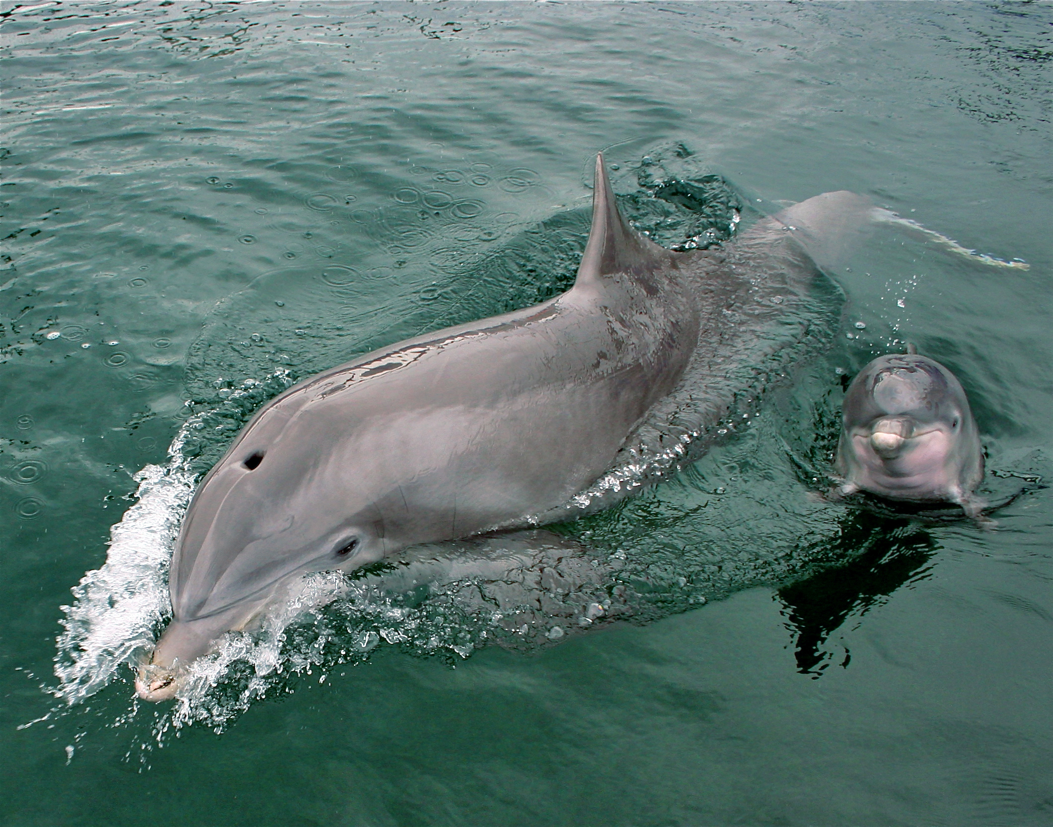 Dolphins could unveil the origins of menopause, Science